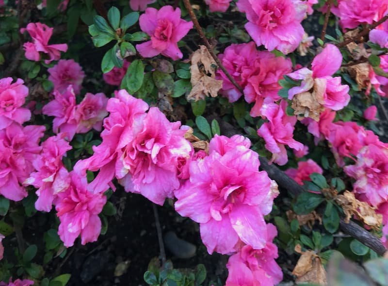 Azalia Alabemensis growing in Penlee Park, Penzance